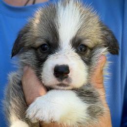 Lorenzo Algiz Gebo - Fawn male Pembroke Welsh Corgi puppy in Hallandalle, Florida from Algiz Gebo