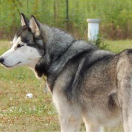 Siberian Husky All Grown Up from Gale Bly Osborne's Amazing Grace Kennel