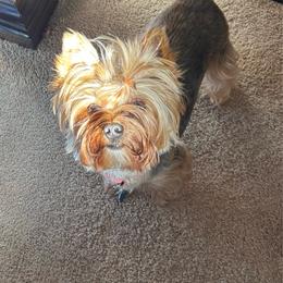 Keeda - Yorkshire Terrier