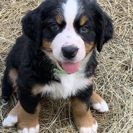 Girl 1 - female Bernese Mountain Dog puppy in Ferrum, Virginia from Joan's Bernese Mountain Dogs