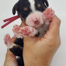 Bernedoodle, Cavapoo, and Goldendoodle Puppies from Doodle Amore