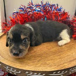 DRM3 black cream or tan - Black and cream male Dachshund puppy in Carthage, Texas from Rafter C Ranch Doxies