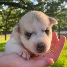 Girl (Teal Collar) - Sable and white female Siberian Husky puppy in College Station, Texas from Texas Siberian Husky Kennels (TSHK)
