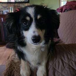 Jet - Miniature American Shepherd