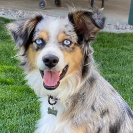Australian Shepherds, Miniature Australian Shepherds, and Toy Australian Shepherds from Bit O' Bliss Aussies LLC