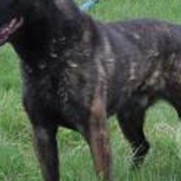 Stolas - Dutch Shepherd