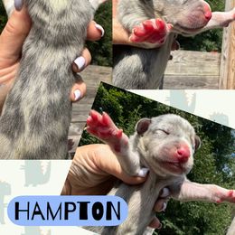 HAMPTON - Mantle merle male Great Dane puppy in Bolivar, New York from Prophecy Danes