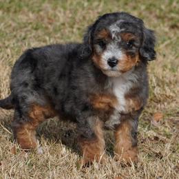 Boy 5 - Blue merle male Aussiedoodle puppy in Lawton, Oklahoma from Lindsey’s Aussies