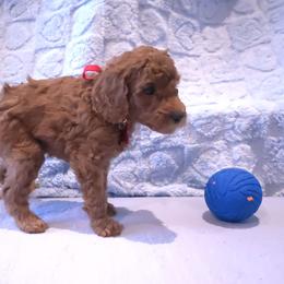 Red Collar - Red  male Poodle puppy in Vass, North Carolina from Dakliff Standard Poodles