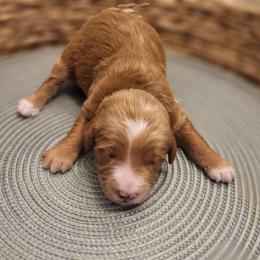 K-Green Boy - Red  male Goldendoodle puppy in Lewisville, Texas from Texas Goldendoodle Lovers