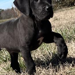 Great Dane Puppies from Mara Danes