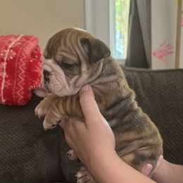Boy 1 - Fawn and white male Bulldog puppy in Akron, Ohio from Urban Danes and bulldogs