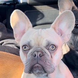 French Bulldogs from Julianne's Frenchies