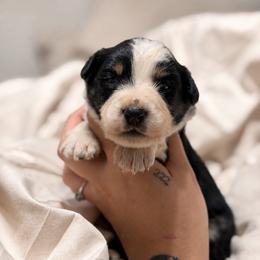 Texas - Black tri-color male Australian Shepherd puppy in Polk City, Florida from Skaky Shepherds