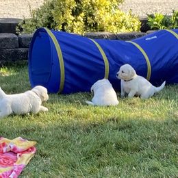 Golden Retriever Puppies from Silver Morning Farm