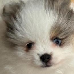Blue 'River' - Blue merle male Pomeranian puppy in Palatka, Florida from Sugarland Pomeranians