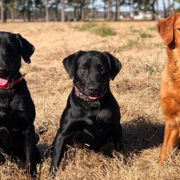 Golden Retrievers from Gold Rush Retrievers