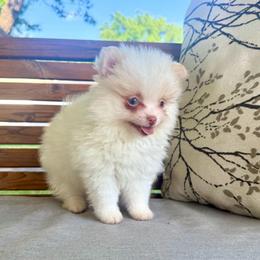 Knuckles - White male Pomeranian puppy in Stroud, Oklahoma from Laik’s Little Shihtz & Poms