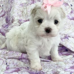 "SOLD - Past Puppy " Maltese and Yorkshire Terrier Puppies from Precious Paws Maltese and Yorkies