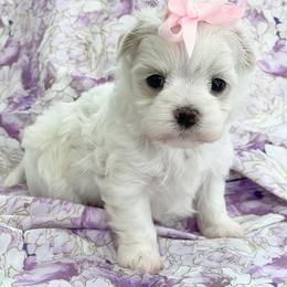 "SOLD - Past Puppy " Maltese and Yorkshire Terrier Puppies from Precious Paws Maltese and Yorkies