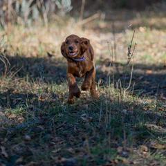 Irish Setter Puppies from Spring Creek Irish Setters