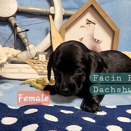 Dachshund Puppies from Facin East Dachshunds