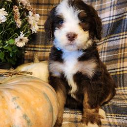 Bernedoodle puppies from TLC by the Lake Standard Poodle and Doodles