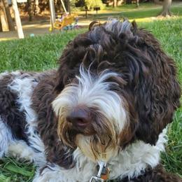 Mochi - Australian Labradoodle