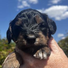 Girl 1 - Black white and tan female Springerdoodle puppy in Sterling, Michigan from Springerdoodles In MI