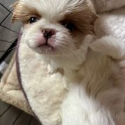 Japanese Chin Puppies from CindyLynnsChins