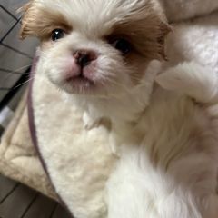 Japanese Chin Puppies from CindyLynnsChins