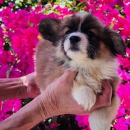 Girl fluffy red sable - Sable female Pembroke Welsh Corgi puppy in Huntington Beach, California from Gingerbread