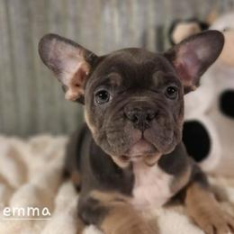 Emma - Black and tan female French Bulldog puppy in Nixa Or Houston, Missouri from Pistol Creek Puppies
