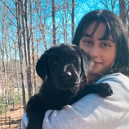 Labrador Retrievers from Little Helper Kennels