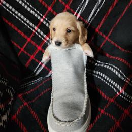 Fin - Red male Dachshund puppy in Adolphus, Kentucky from Walker's Dachshunds