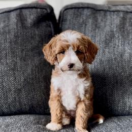 Willow - Red  female Goldendoodle puppy in St George, Utah from Doodle Bears of Southern Utah