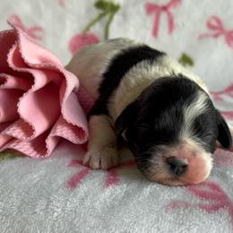Mochi - Black and white female Cockapoo puppy in Tampa, Florida from Designer Puppy Boutique