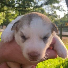 Girl (Purple Collar) - Sable and white female Siberian Husky puppy in College Station, Texas from Texas Siberian Husky Kennels (TSHK)