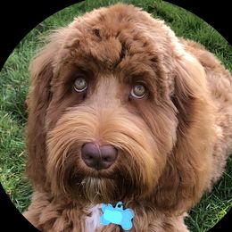 Daisy - Australian Labradoodle