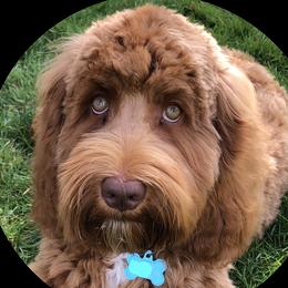 Daisy - Australian Labradoodle