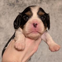 Aspen - Tri-color male Cavalier King Charles Spaniel puppy in Stilwell, Oklahoma from Love Bug Cavaliers