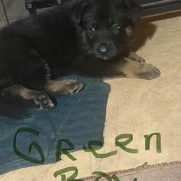 Green collar boy - Bi-color male German Shepherd puppy in Centralia, Illinois from Janices AKC German Sheperds LLC