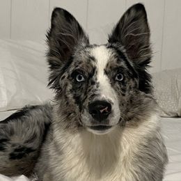 Miniature Australian Shepherd All Grown Up from Janes Pup Farm