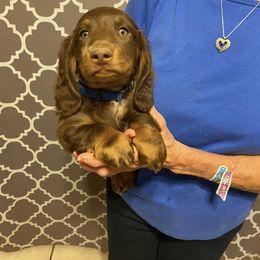 Dachshund Puppies from Dreaming of Dachshunds