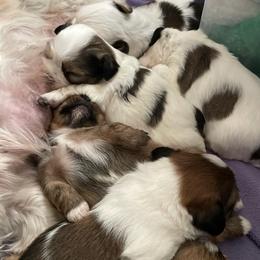 Shih Tzus and Shorkies from Joann's Pups