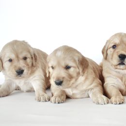 Goldendoodle, Golden Retriever, and Miniature American Shepherd Puppies from Doodalicious