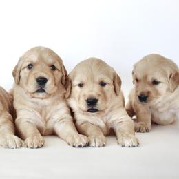 Goldendoodle, Golden Retriever, and Miniature American Shepherd Puppies from Doodalicious