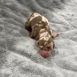Girl 1 - Dapple female Dachshund puppy in Queen Creek, Arizona from Jolly Rogers Dachshunds