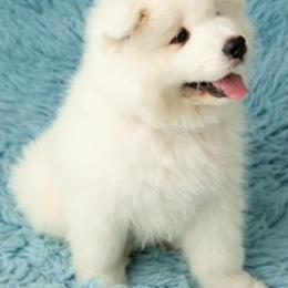Samoyeds from Rowan Hill Samoyeds