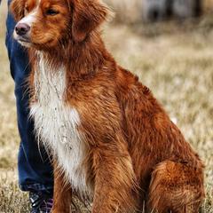 Nova Scotia Duck Tolling Retrievers from Water's Edge